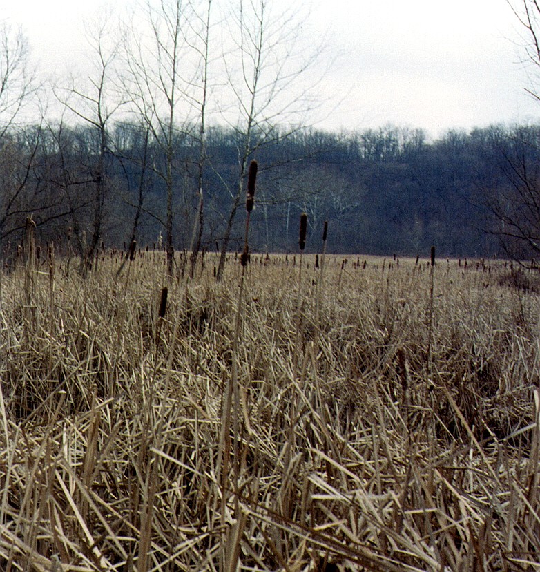 Wetland